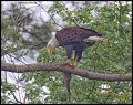 _2SB0398 american bald eagle with fish